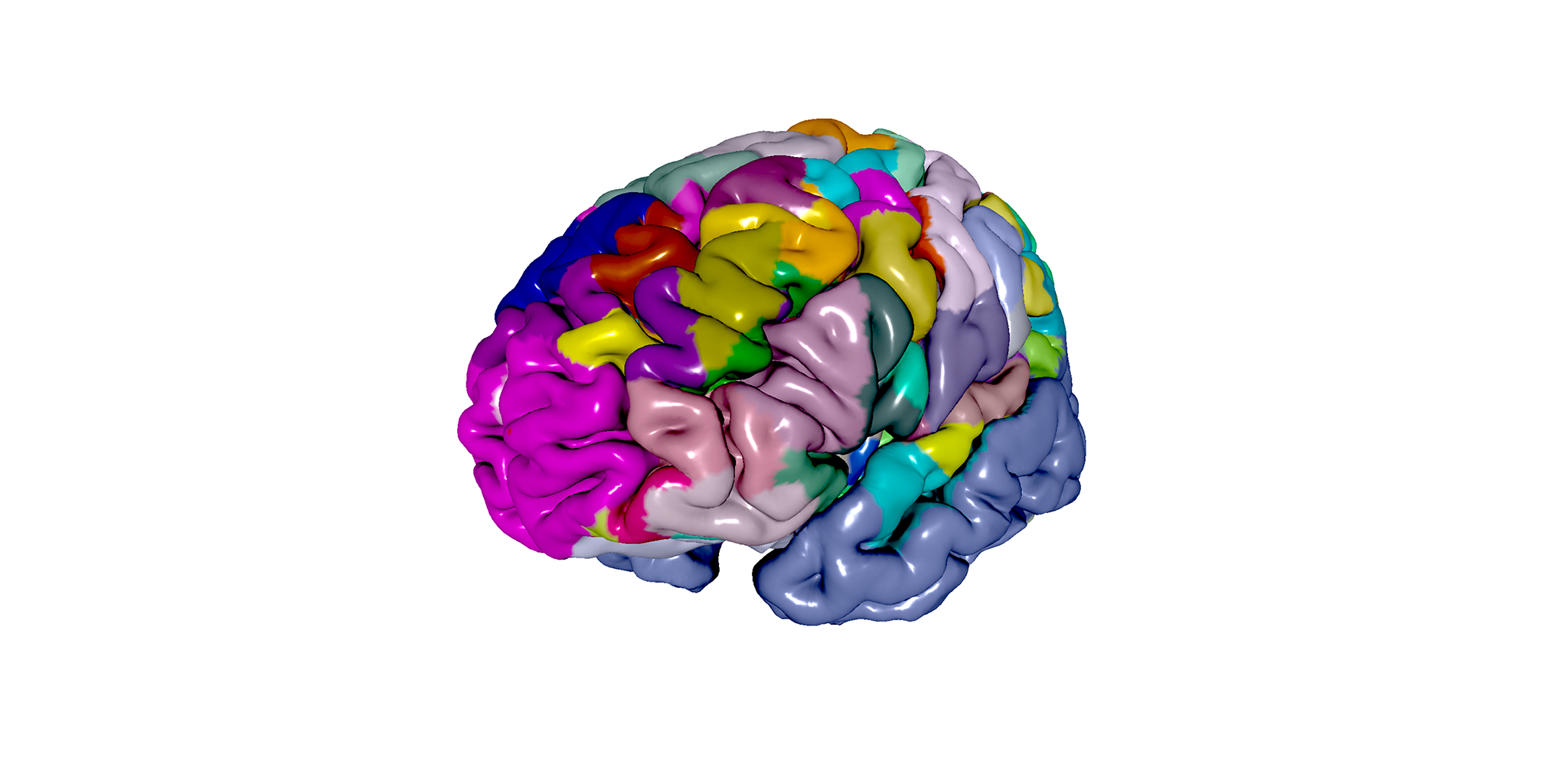 Detailed Atlases Of The Human, Monkey, Rat And Mouse Brain - Brain ...