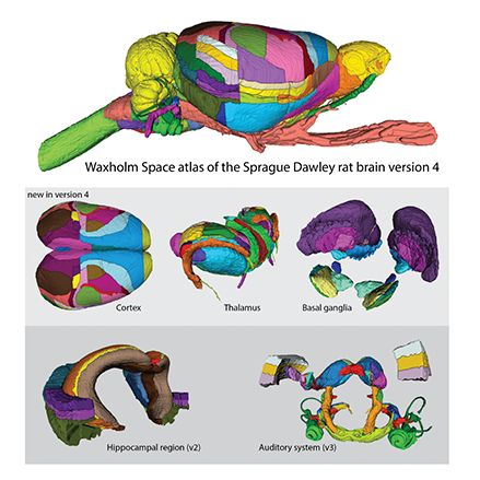 Detailed atlases of the human, monkey, rat and mouse brain - Brain