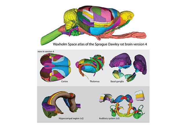 Volumetric rat brain atlas on EBRAINS now covers entire brain