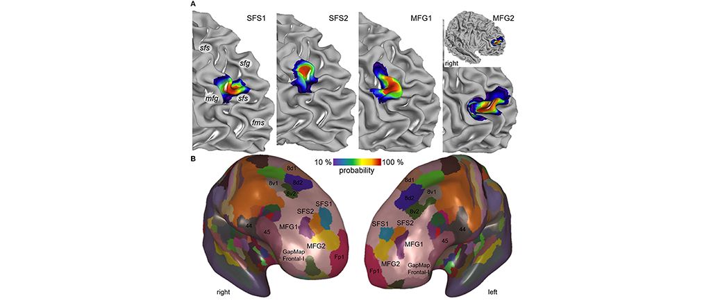 EBRAINS Brain Atlas enables scientists to map four new brain regions involved in many cognitive processes