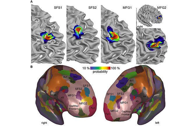 EBRAINS Brain Atlas enables scientists to map four new brain regions involved in many cognitive processes