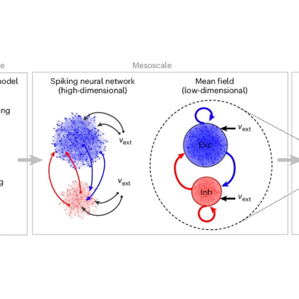 Multiscale Simulations Successfully Connect Micro And Macro Levels Of Brain Activity 2