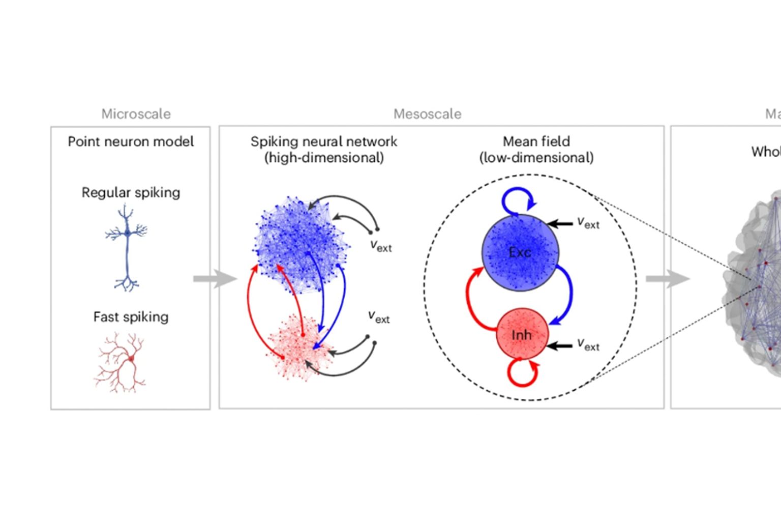 Multiscale Simulations Successfully Connect Micro And Macro Levels Of Brain Activity 2