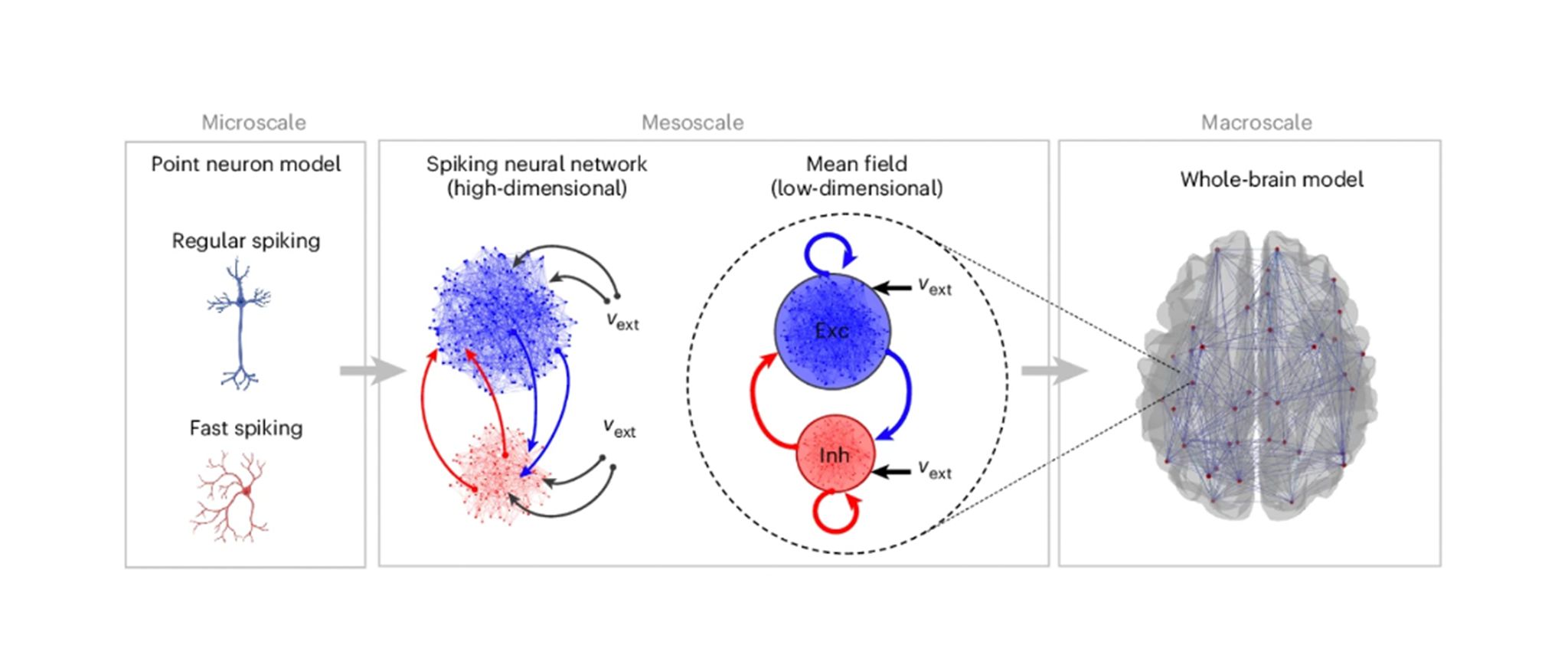 Multiscale Simulations Successfully Connect Micro And Macro Levels Of Brain Activity 2