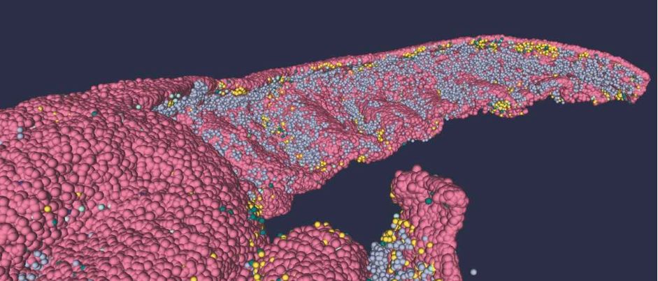 New full-scale 3D structural model of the human hippocampus