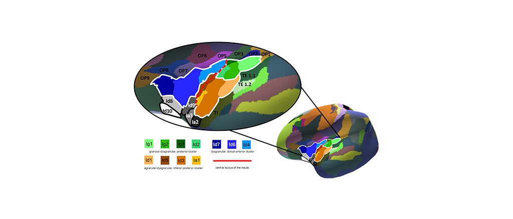 New maps of areas in the human insular cortex now available on EBRAINS