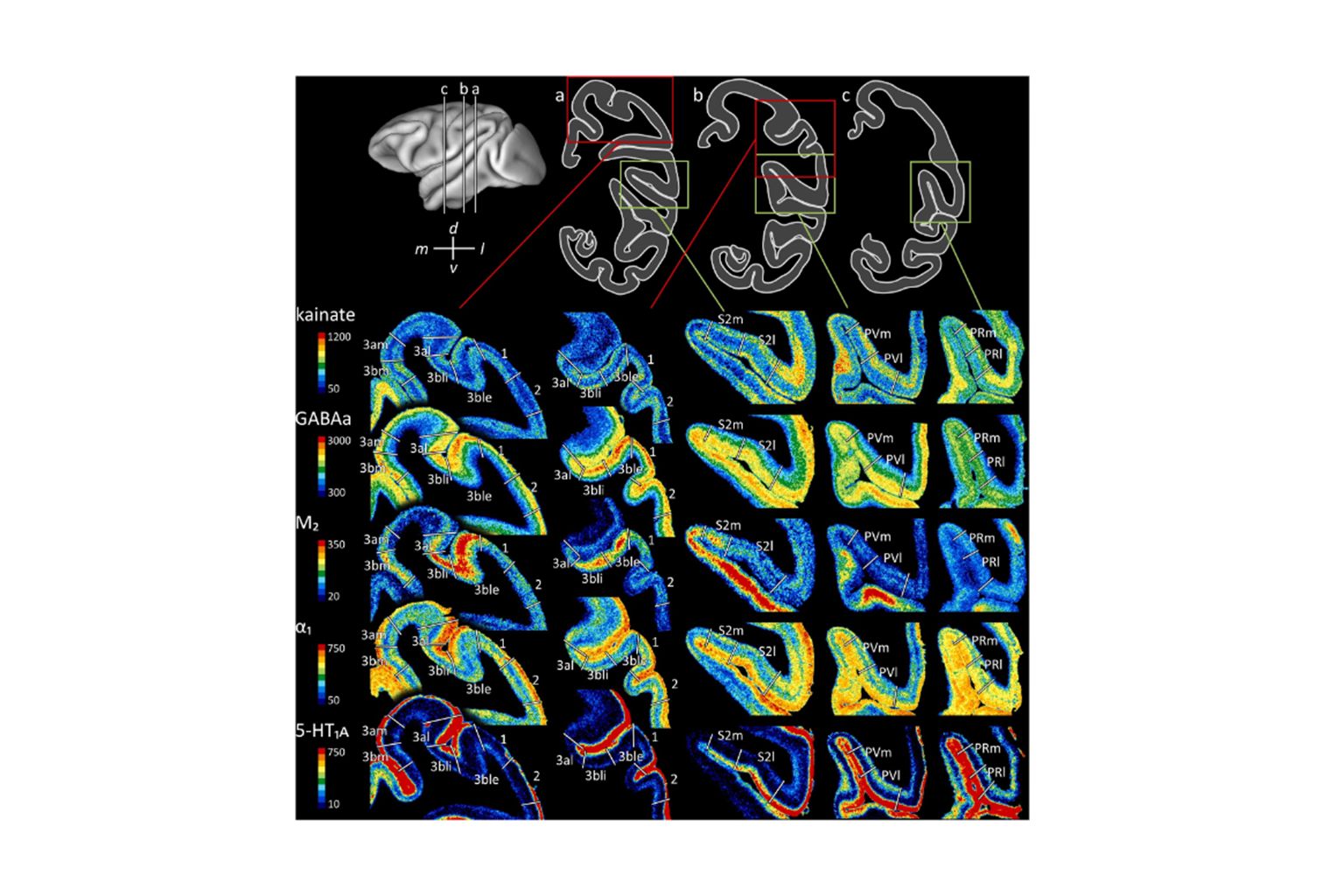New Map Of The Macaque Somatosensory Cortex Now Available On EBRAINS