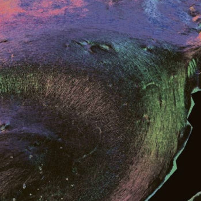Discover EBRAINS Cover