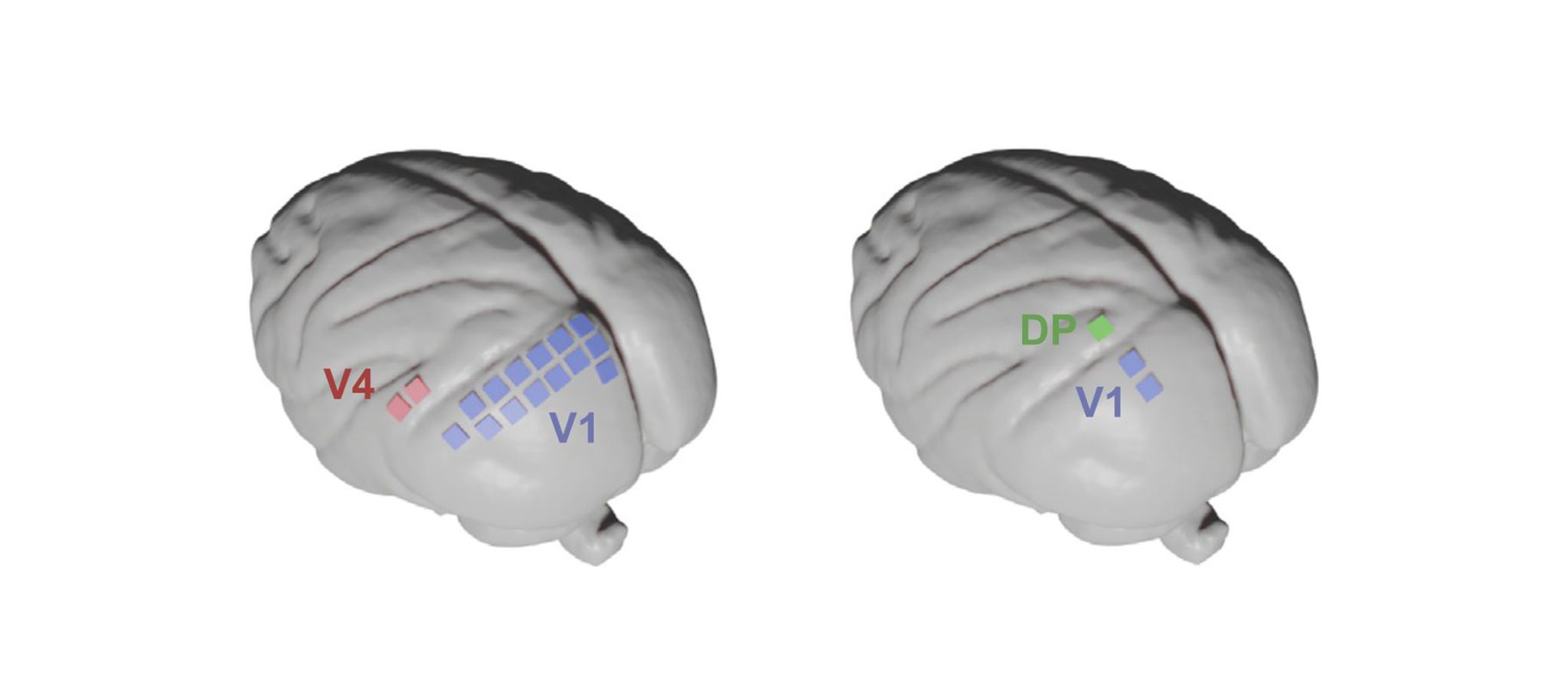 Macque Primary Visual Cortex