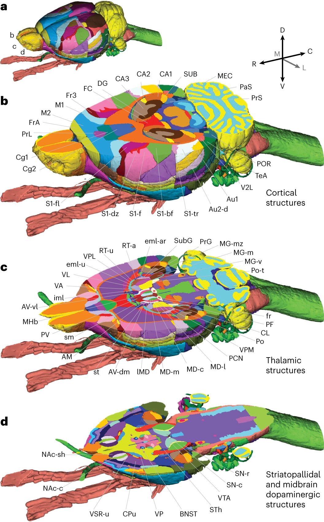 WHS Rat Brain Atlas Figure