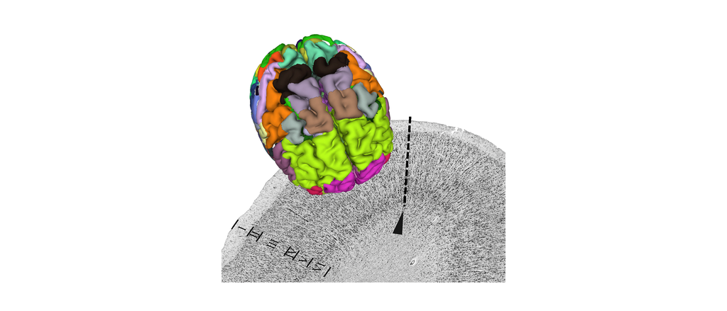 Detailed Atlases Of The Human, Monkey, Rat And Mouse Brain - Brain ...