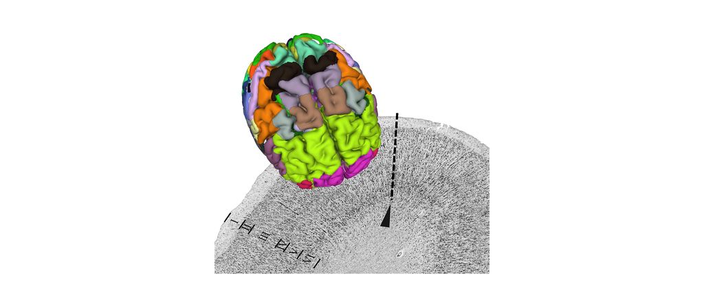 Complete data package of Julich-Brain Atlas released