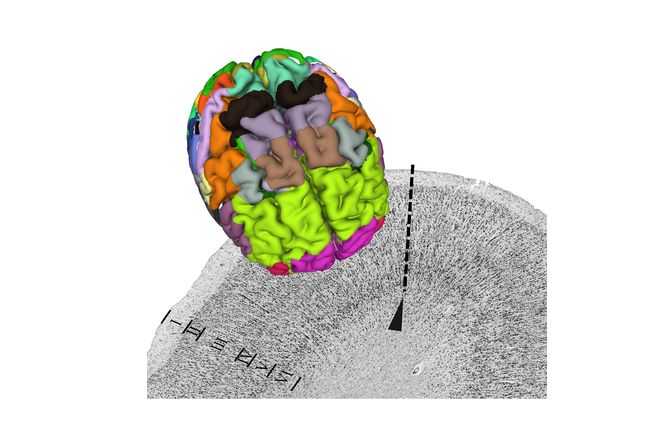 Complete data package of Julich-Brain Atlas released