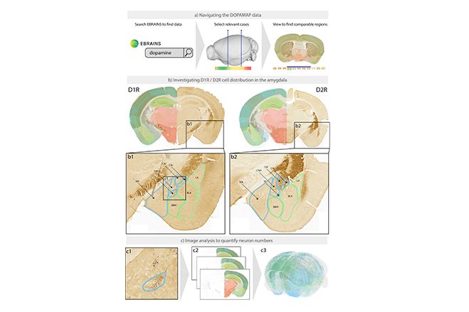 New images on EBRAINS Knowledge Graph shed light on development of dopaminergic system in brain