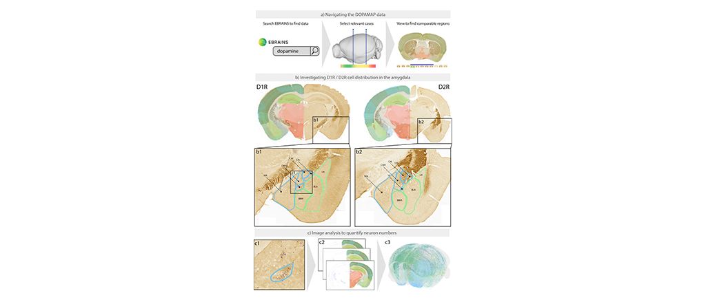 New images on EBRAINS Knowledge Graph shed light on development of dopaminergic system in brain