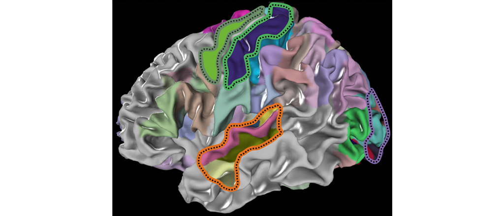 Detailed Atlases Of The Human, Monkey, Rat And Mouse Brain - Brain ...