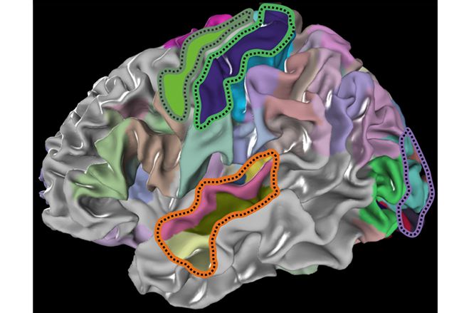 EBRAINS Brain Atlas enables researchers to gain a deeper understanding of brain organization