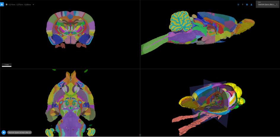 Volumetric Rat Brain Atlas On EBRAINS Now Covers Entire Brain - EBRAINS