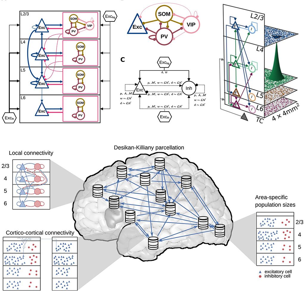 Schematic Representations Of The Architecture Of The Three Spiking Network Models 2