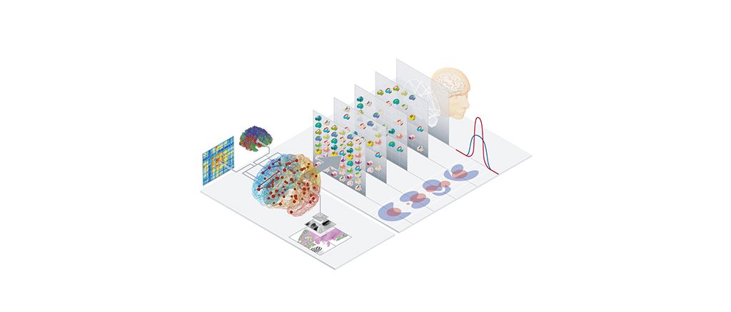 Using EBRAINS modelling tools to investigate the relationship between brain structure and function