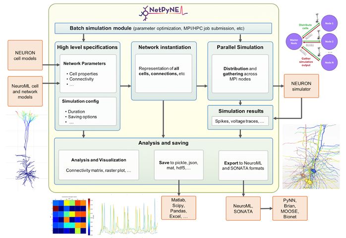 Overview of NetPyNE Components
