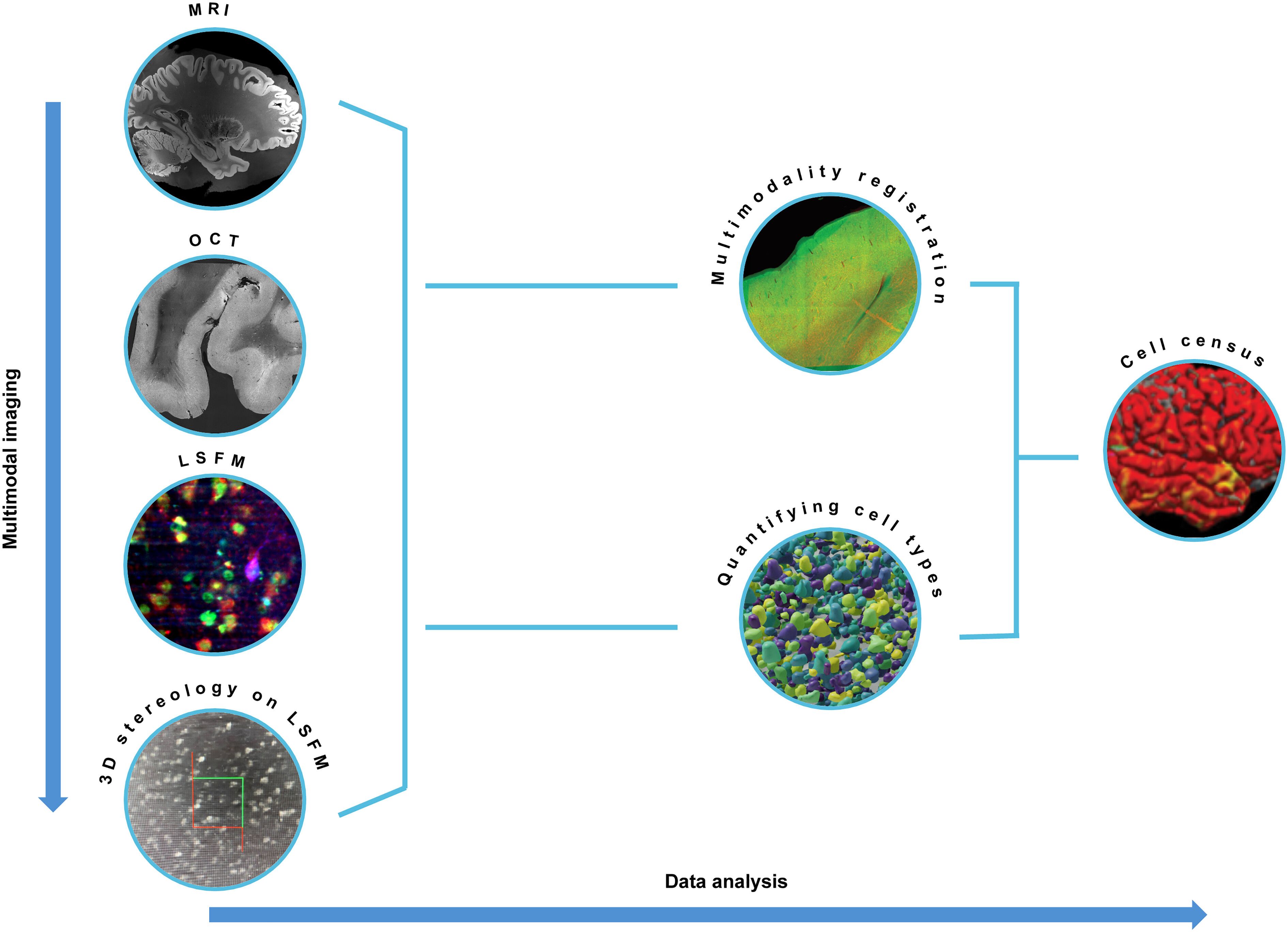 Multimodal Imaging Data Analysis Image